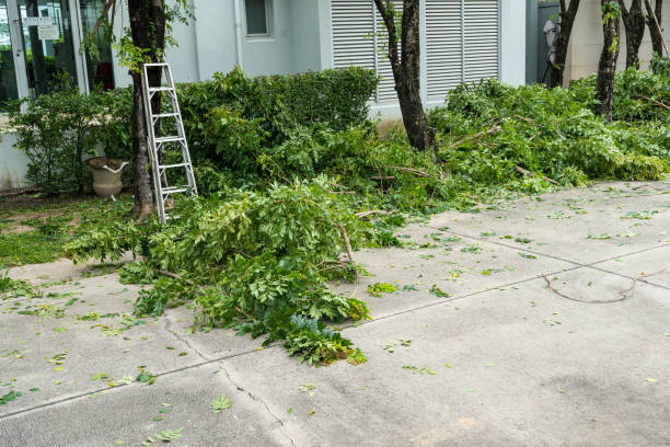 Best Storm Damage Tree Cleanup  in Santee, CA