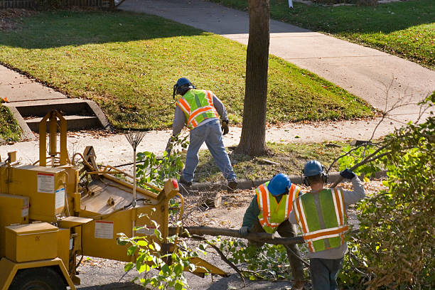 Best Tree Trimming and Pruning  in Santee, CA